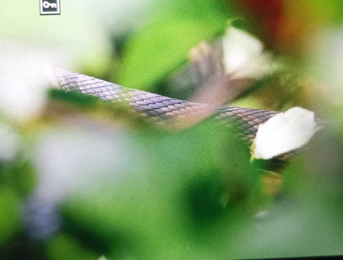 Australian Scrub Python sighting