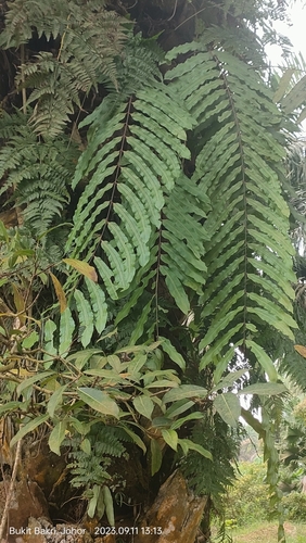 Image of Percussed Angle-Vein Fern (Goniophlebium percussum) by (c) Ong Jyh Seng, some rights reserved (CC BY-SA)