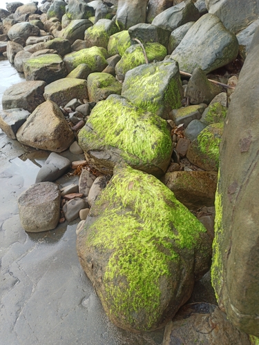 Ulva compressa