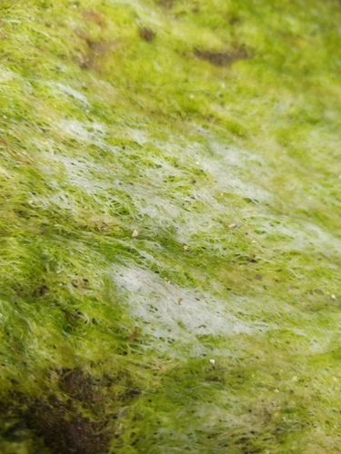 Ulva compressa