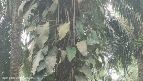 Epipremnum giganteum (Epipremnum giganteum)