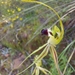 Caladenia viriosa - Photo (c) Adrian Uren, alguns direitos reservados (CC BY-NC), uploaded by Adrian Uren