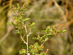 Coursetia glandulosa