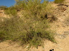 Coursetia glandulosa