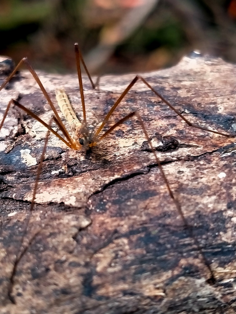 Gynoplistia resecta
