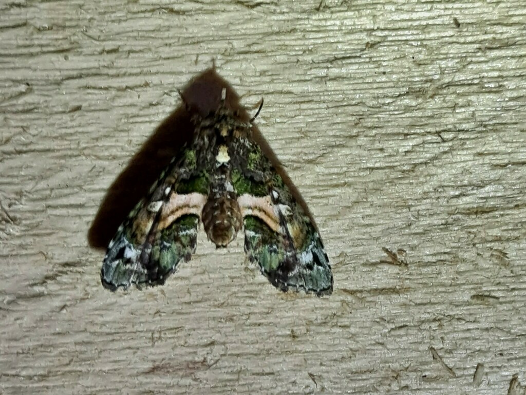 Anigraea viridata