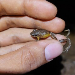 Banded Robber Frog photo 4