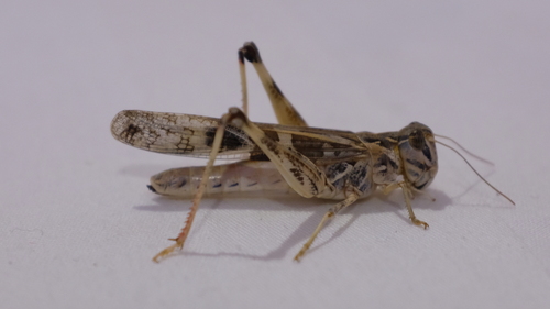 Senegalese Grasshopper