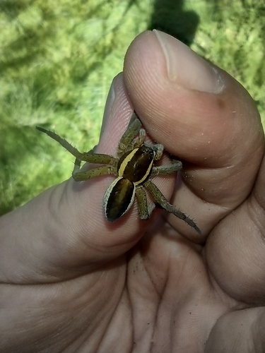 lovčík pobrežný (Dolomedes fimbriatus)