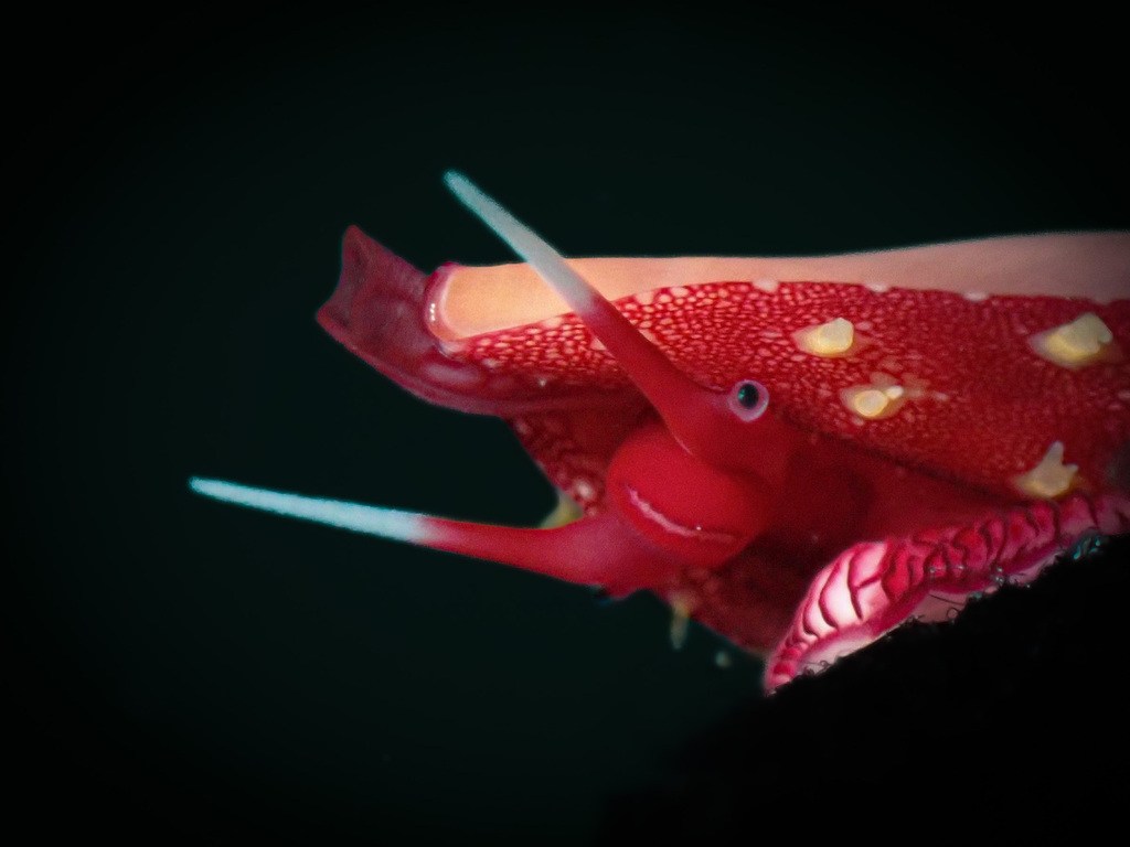 One-tooth Simnia