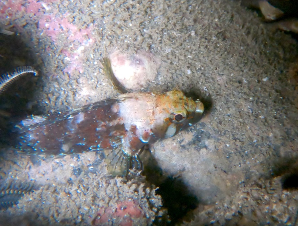 Green Blenny