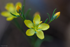 Hesperolinon breweri