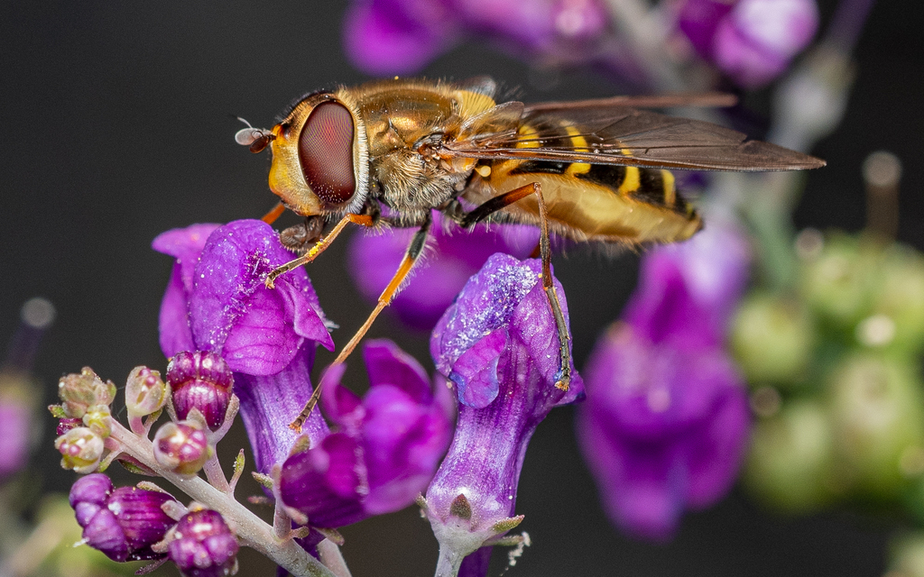 Hairy-eyed Flower Fly in September 2023 by Alan Yoshioka · iNaturalist