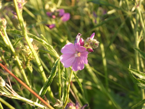Image of Sidalcea neomexicana by (c) Jared Shorma, some rights reserved (CC BY)