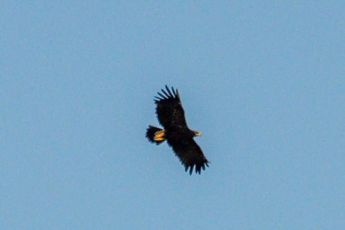Águila moteada (Clanga clanga)
