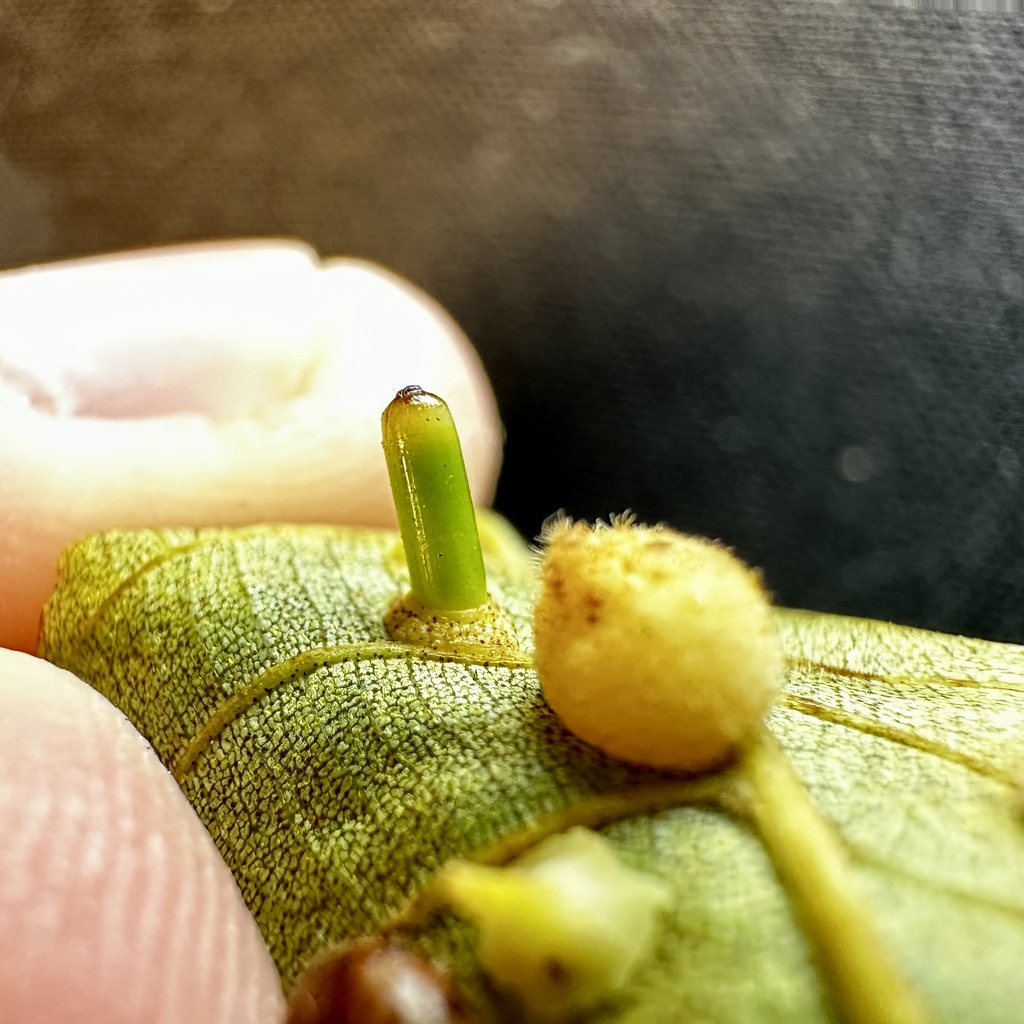 hickory-bullet-gall-midge-from-national-institutes-of-health-bethesda