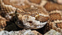Crotalus oreganus