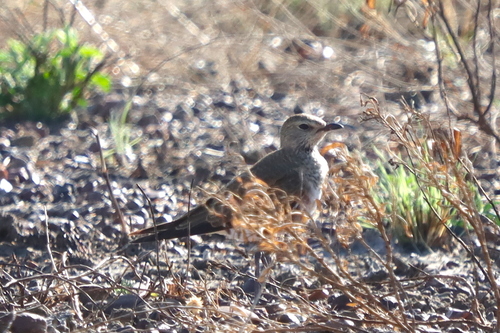 Australian Pratincole