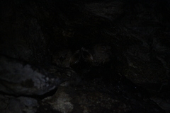 Steatornis caripensis