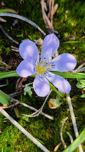 Rock Clockflower (Moraea saxatilis)