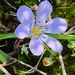 Moraea saxatilis - Photo (c) Werner Honing, algunos derechos reservados (CC BY-NC), subido por Werner Honing