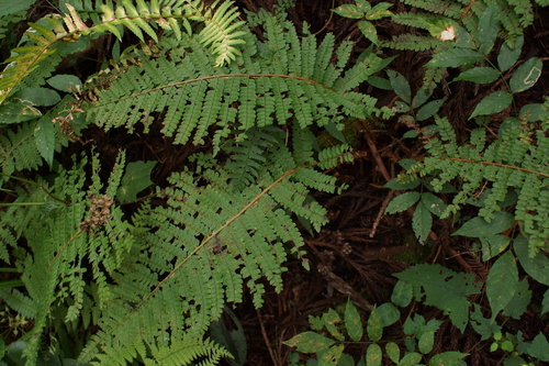 Polystichum pseudomakinoi iNat (3)