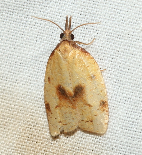 Mosaic Sparganothis Moth photo 2