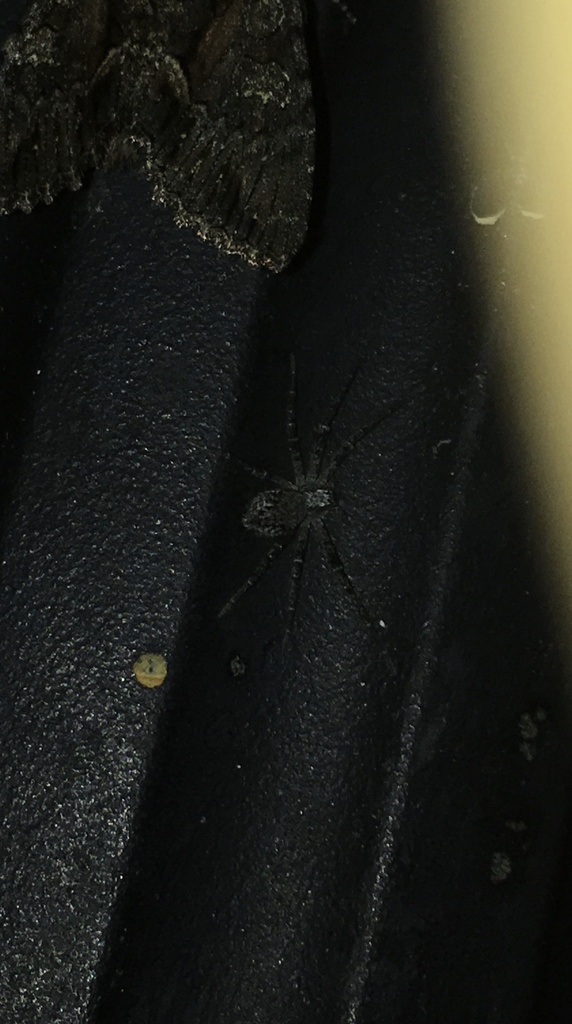 Apollophanes margareta