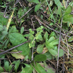 Alchemilla occidentalis