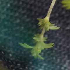 Alchemilla occidentalis