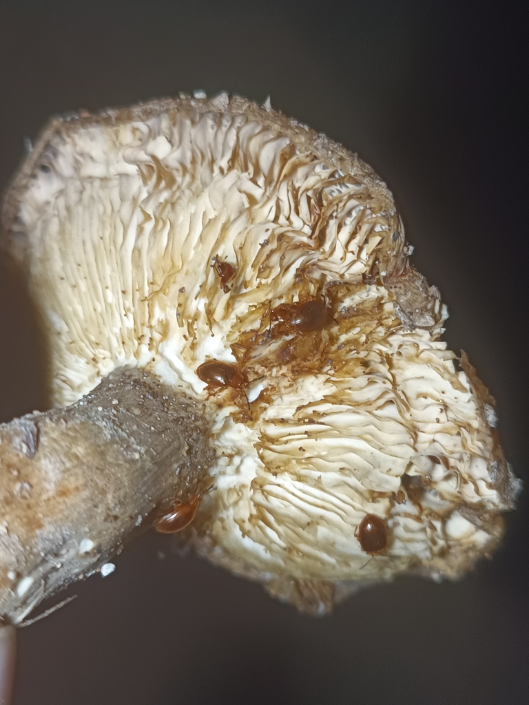 Stenotarsus latipes