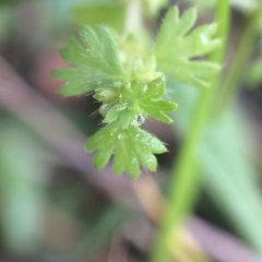 Alchemilla occidentalis