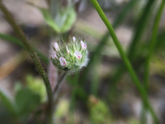 Trifolium microcephalum