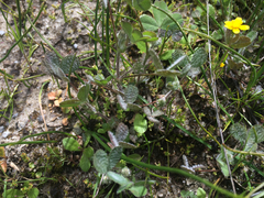 Trifolium microcephalum