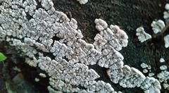 Xylobolus frustulatus image