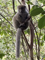 Gray Bamboo Lemur photo 1