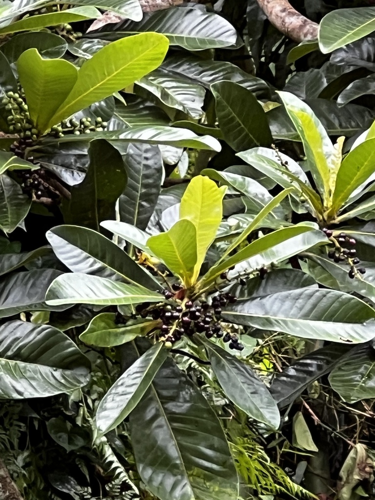 Rauvolfia insularis
