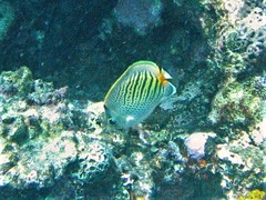 Chaetodon pelewensis