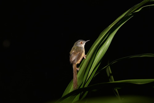 Yellow-bellied Prinia (Prinia flaviventris), photo 5
