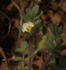 Polemonium micranthum
