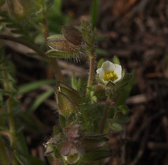 Polemonium micranthum
