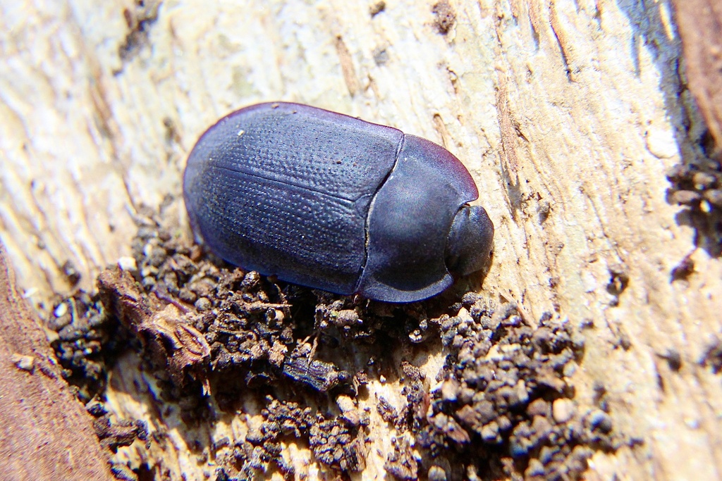 blue piedish beetles from Main S Rd, Myponga, SA, AU on September 11