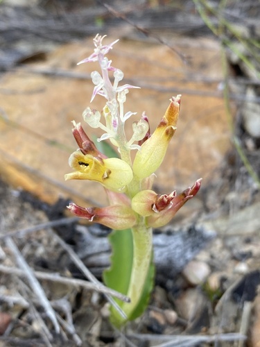 Olifants Viooltjie (Lachenalia marginata)