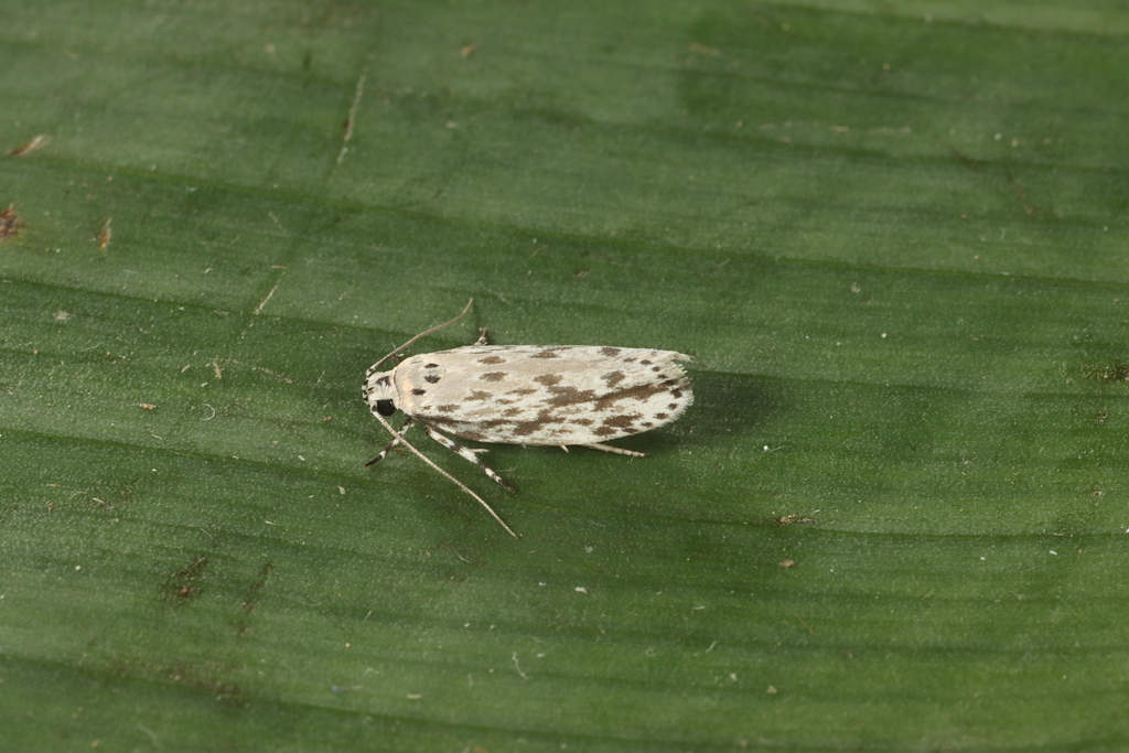 Ethmia longimaculella group