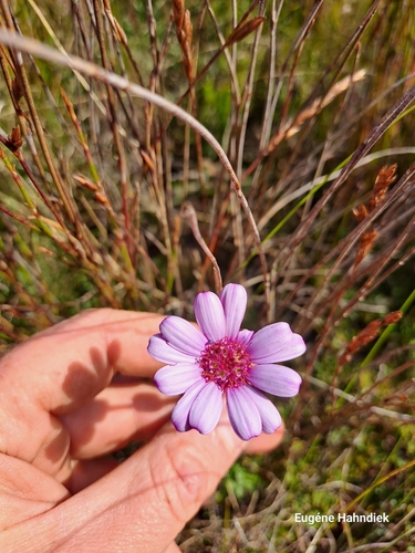 Image of Senecio hastifolius by (c) Eugene Hahndiek, some rights reserved (CC BY-SA)