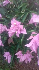 Bougainvillea