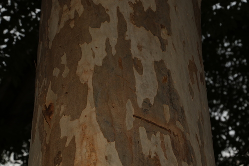 Image of Eucalyptus michaeliana by (c) Greg Tasney, some rights reserved (CC BY-SA)