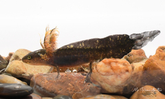 Panha's Knobby Newt photo 4
