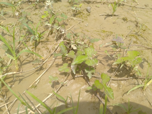 Image of Merremia hederacea by (c) chiuluan, some rights reserved (CC BY)