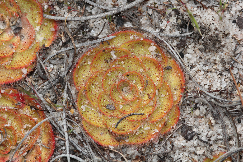 Painted Sundew